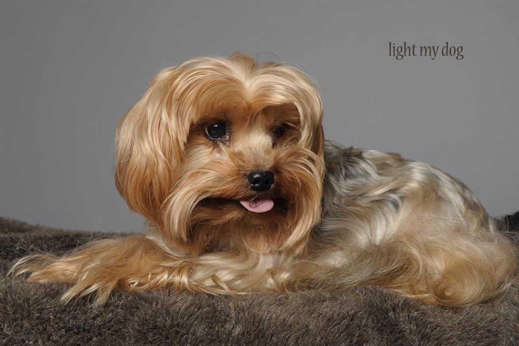 Yorkshire terrier toiletté
