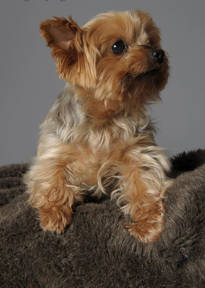 Photo d'un yorkshire terrier