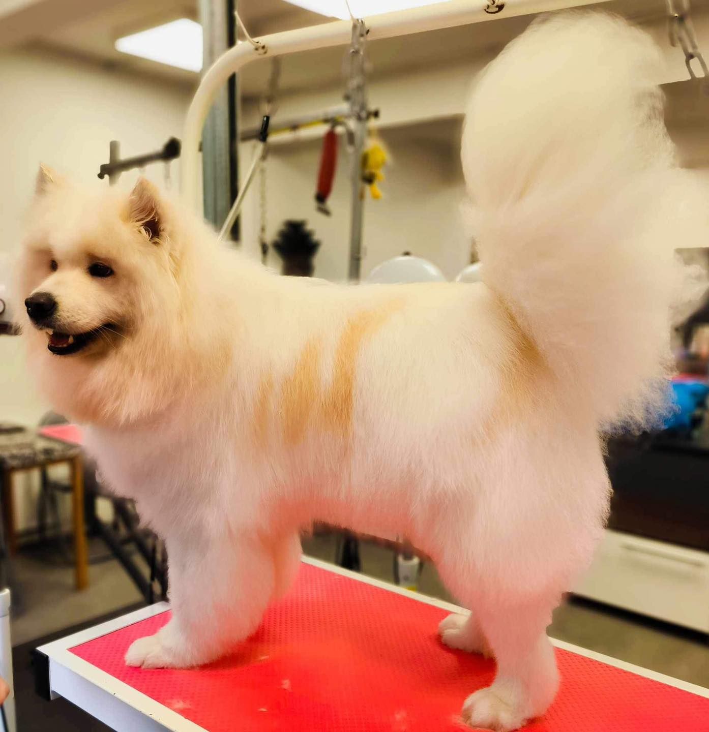 Chien Samoyede
