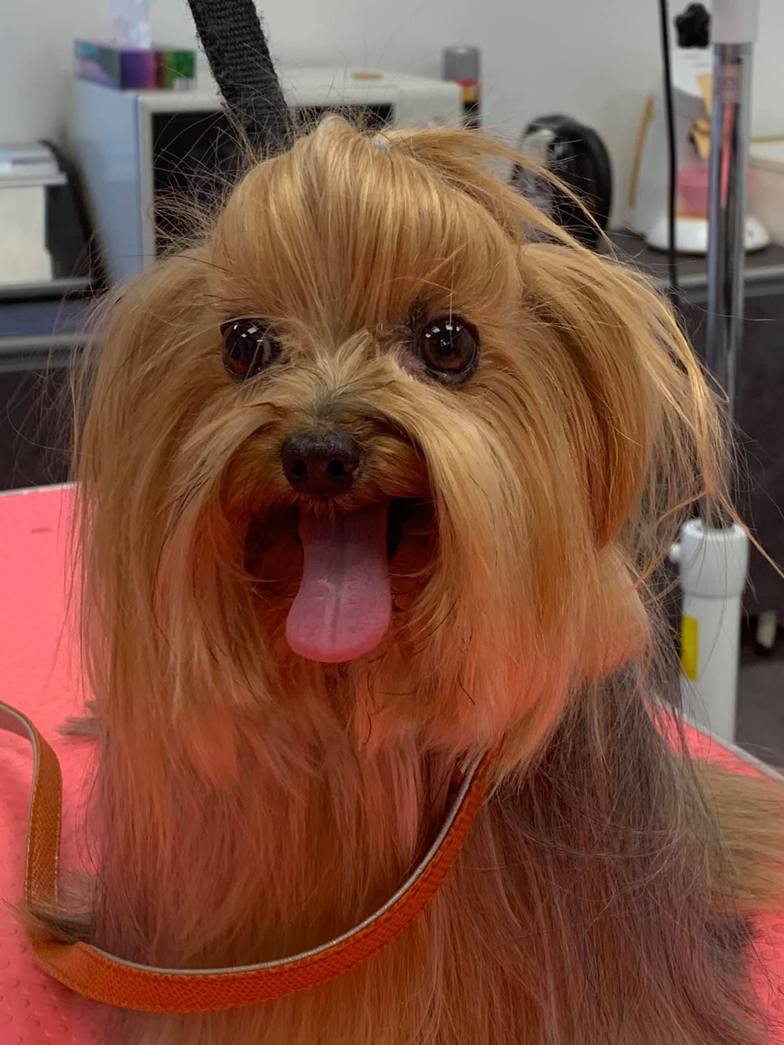 Coupe d'un yorkshire