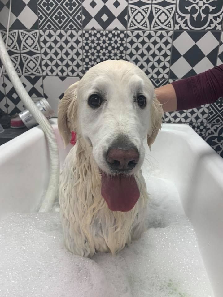Bain d'un golden retriever