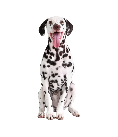 Dalmatien qui baille
