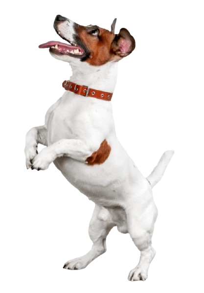 Jack russel debout