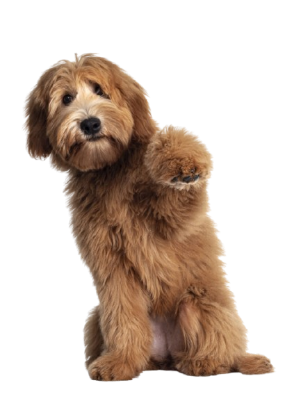 Labradoodle levant la patte