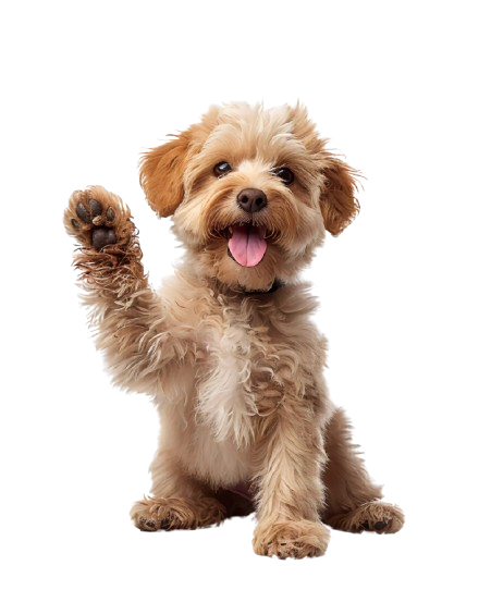 Cockapoo levant la patte