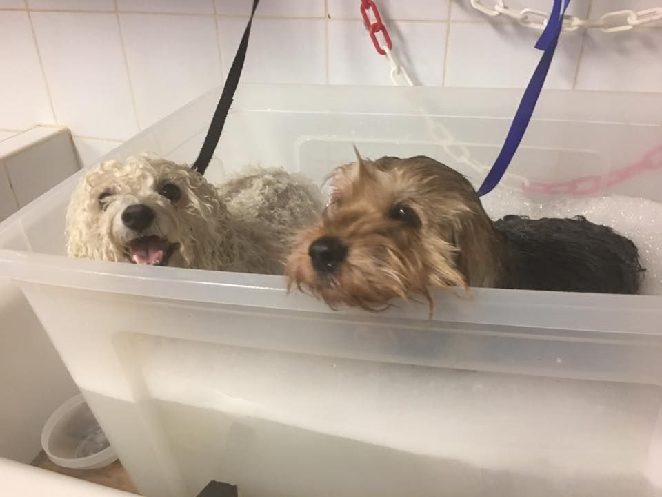 Bains de deux chiens