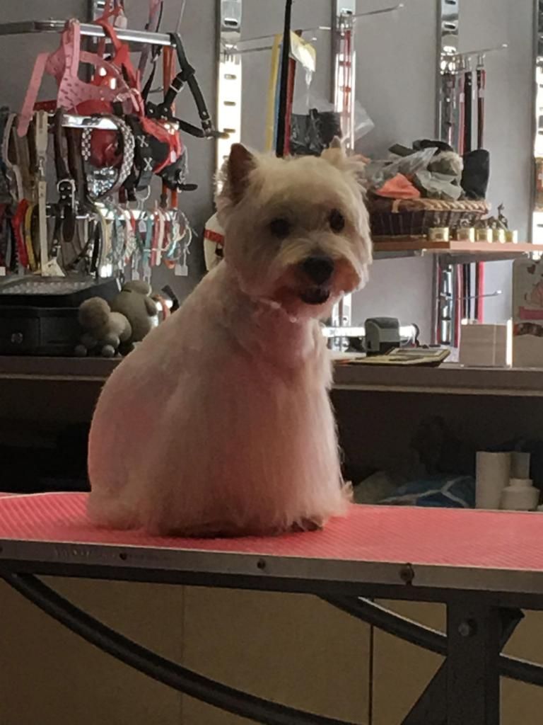 Westie après toilettage et coupe