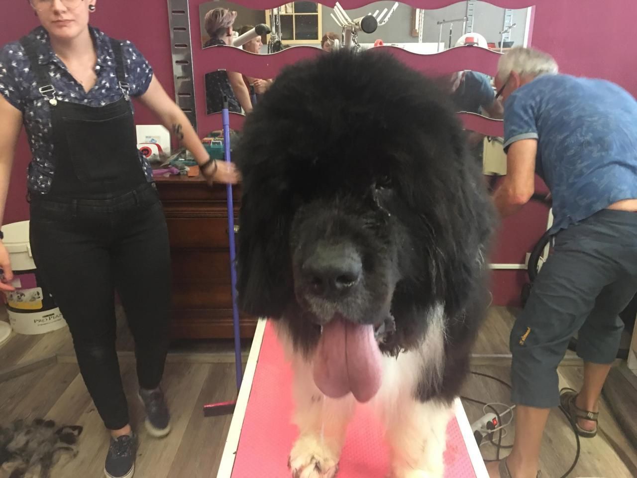 Terre-neuve noir et blanc