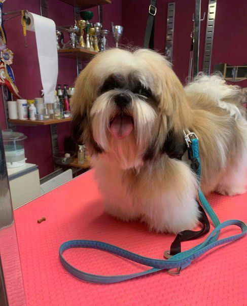 Shih tzu à poils longs