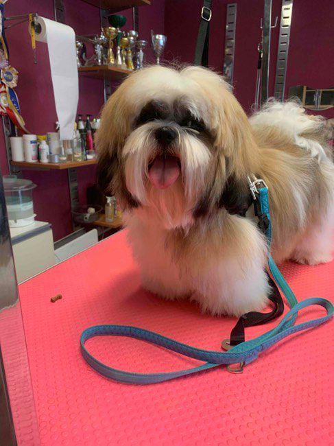 Toilettage d'un shih tzu