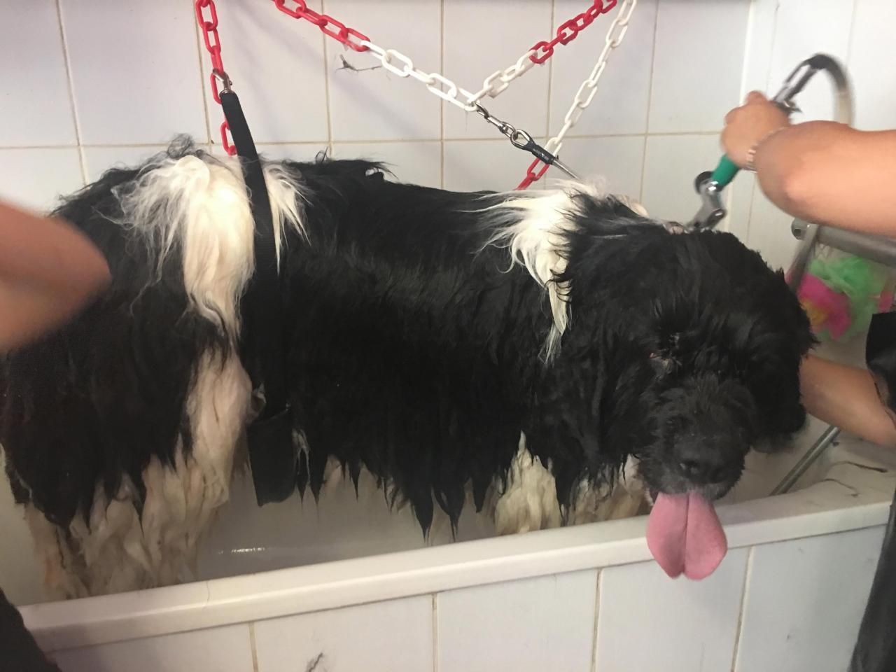 Bain d'un terre-neuve