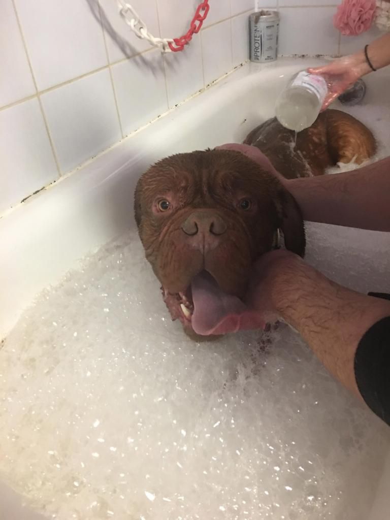Dogue de Brodeaux
