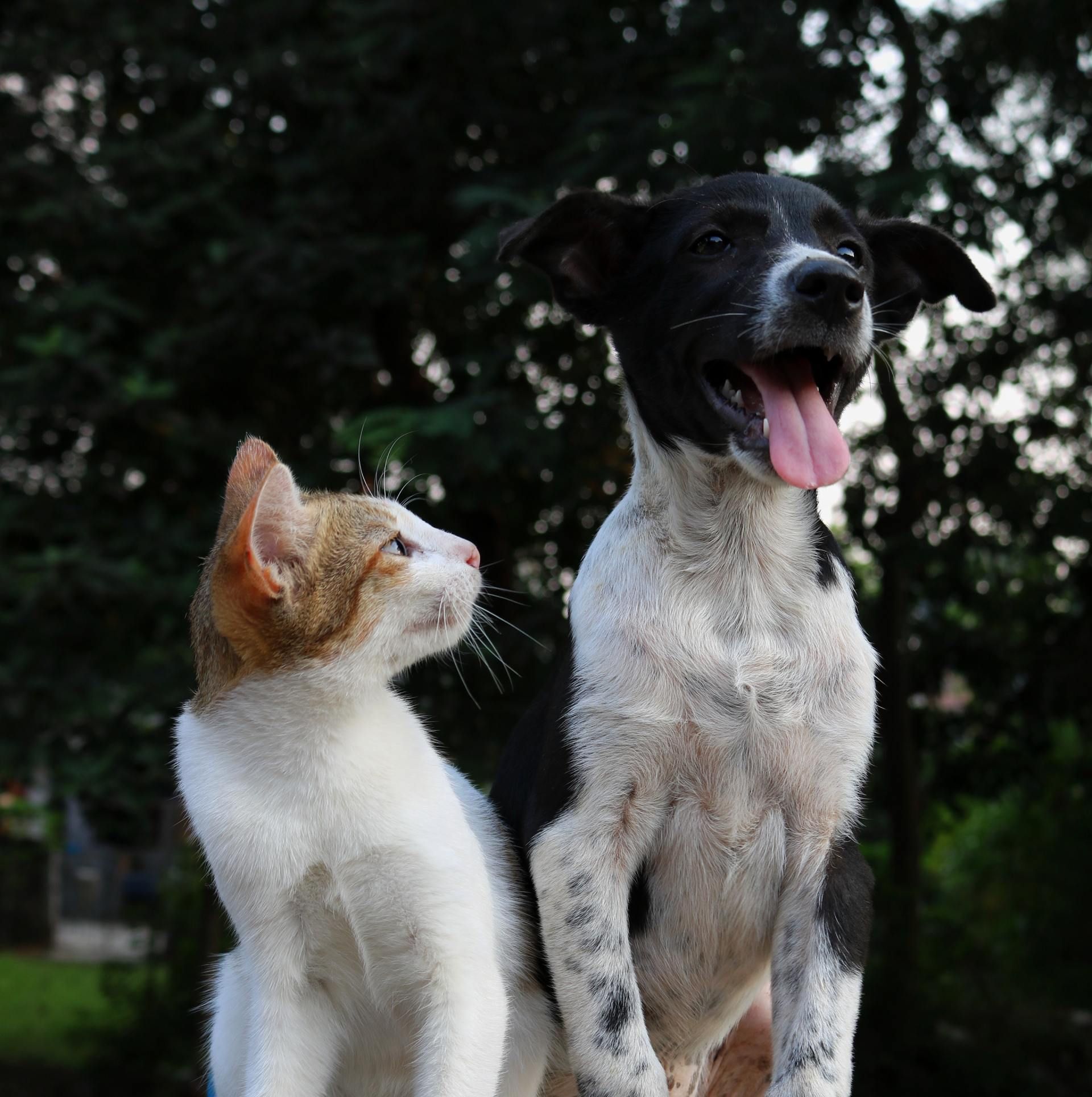 Chatte et chien