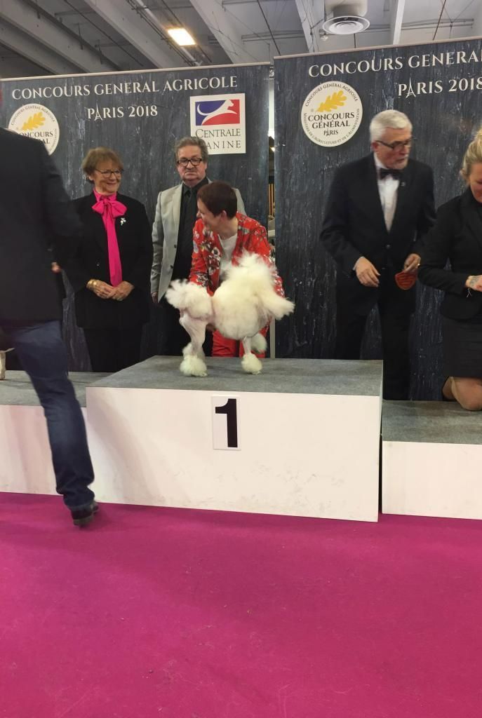 Prix pour un caniche toy