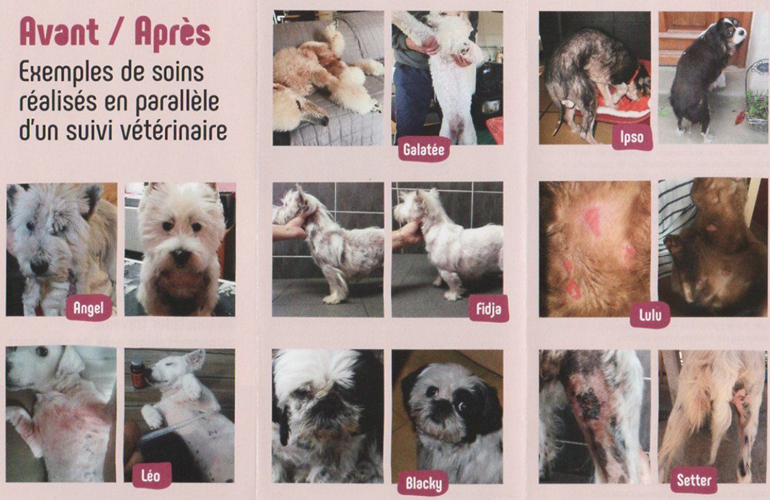 Résultat d'une ozonothérapie pour chien