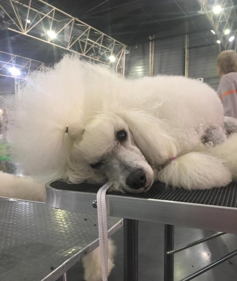 Caniche toy blanc