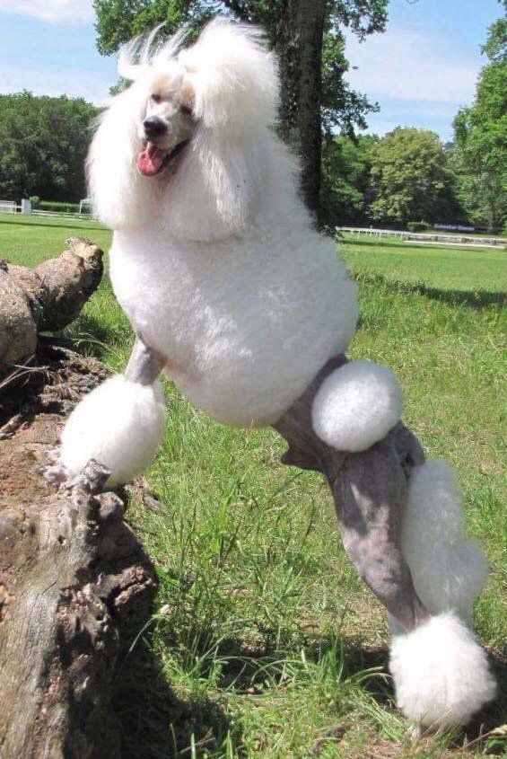 Caniche royal