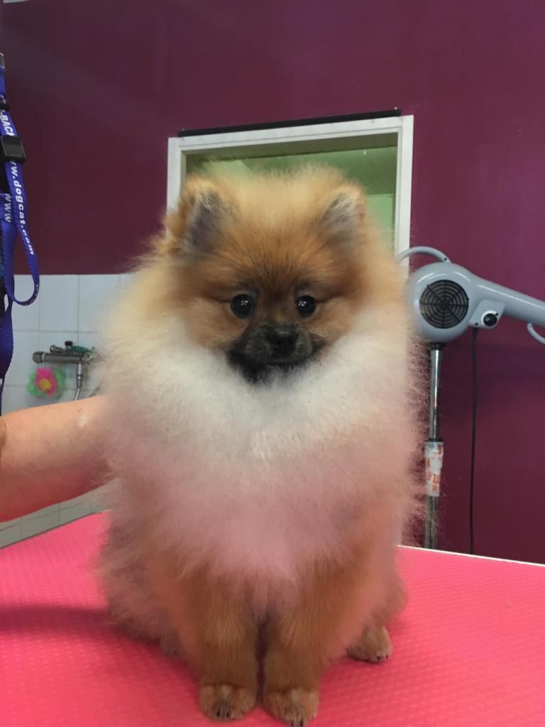 Loulou de Poméranie toiletté