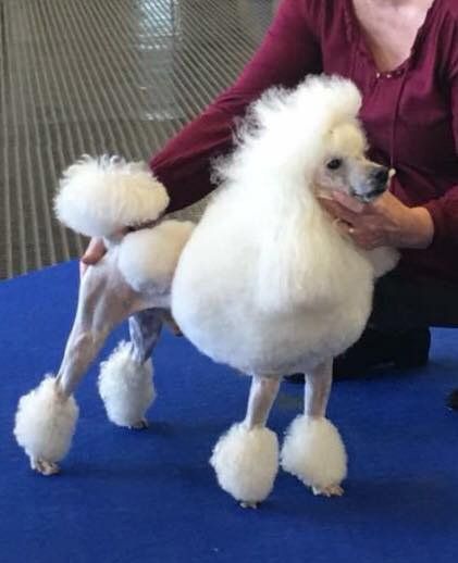 Caniche toy à un concours
