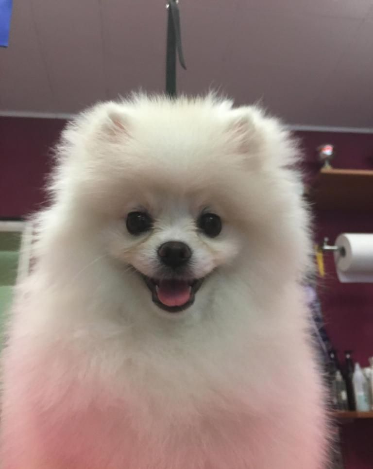 Loulou de Poméranie blanc