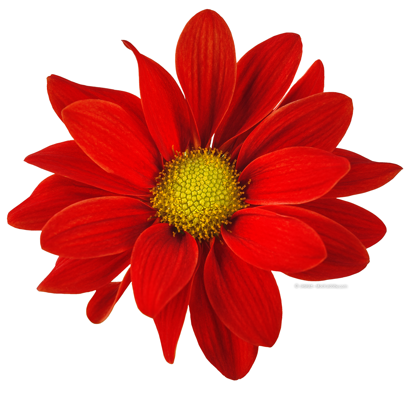 Rote Blume freigestellt Rote Blume freigestellt