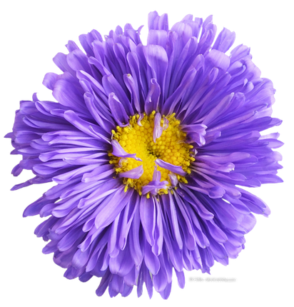 Lila Blume freigestellt