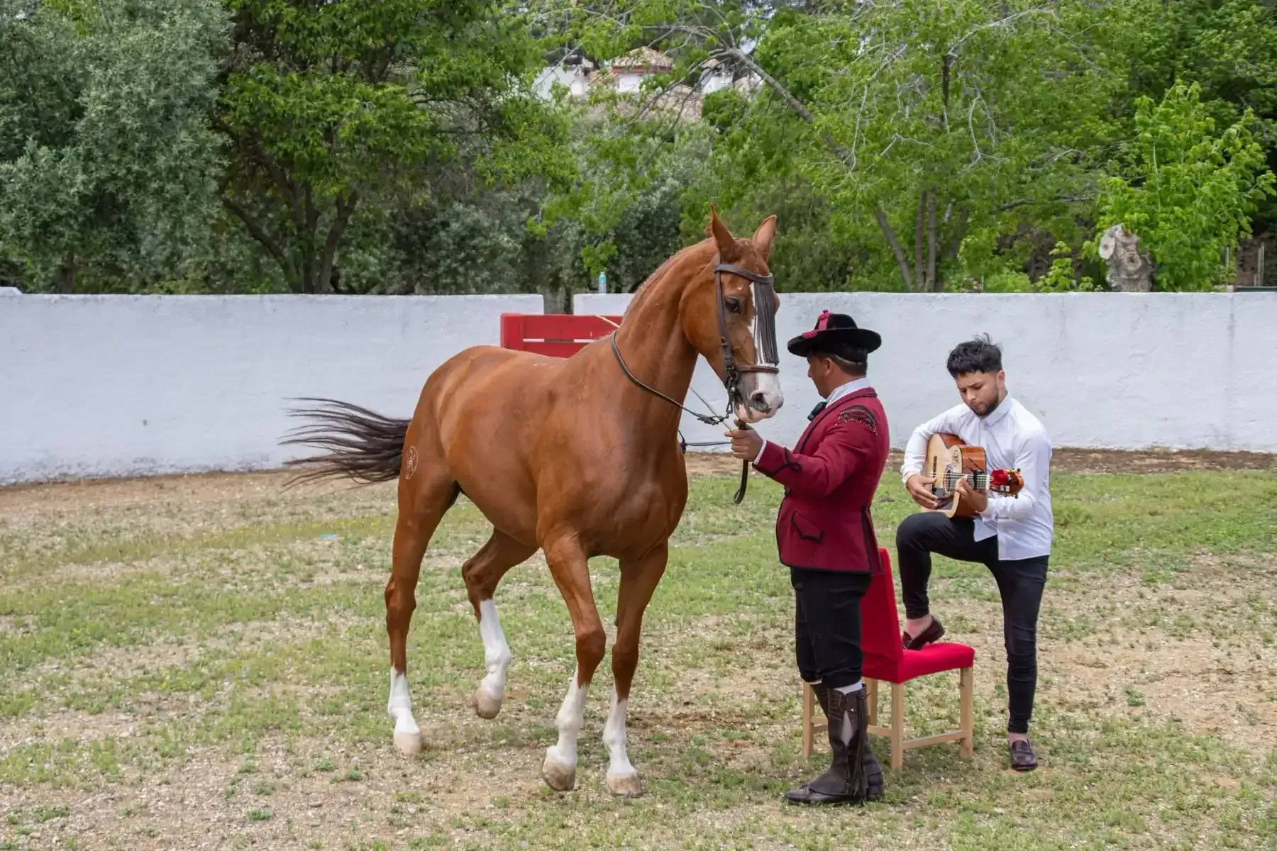 Una persona con una chaqueta azul monta un caballo blanco en un parque con césped, árboles y espectadores.