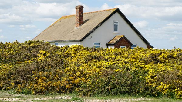 Casa blanca con techo marrón y chimenea, parcialmente oscurecida por arbustos de flores amarillas.
