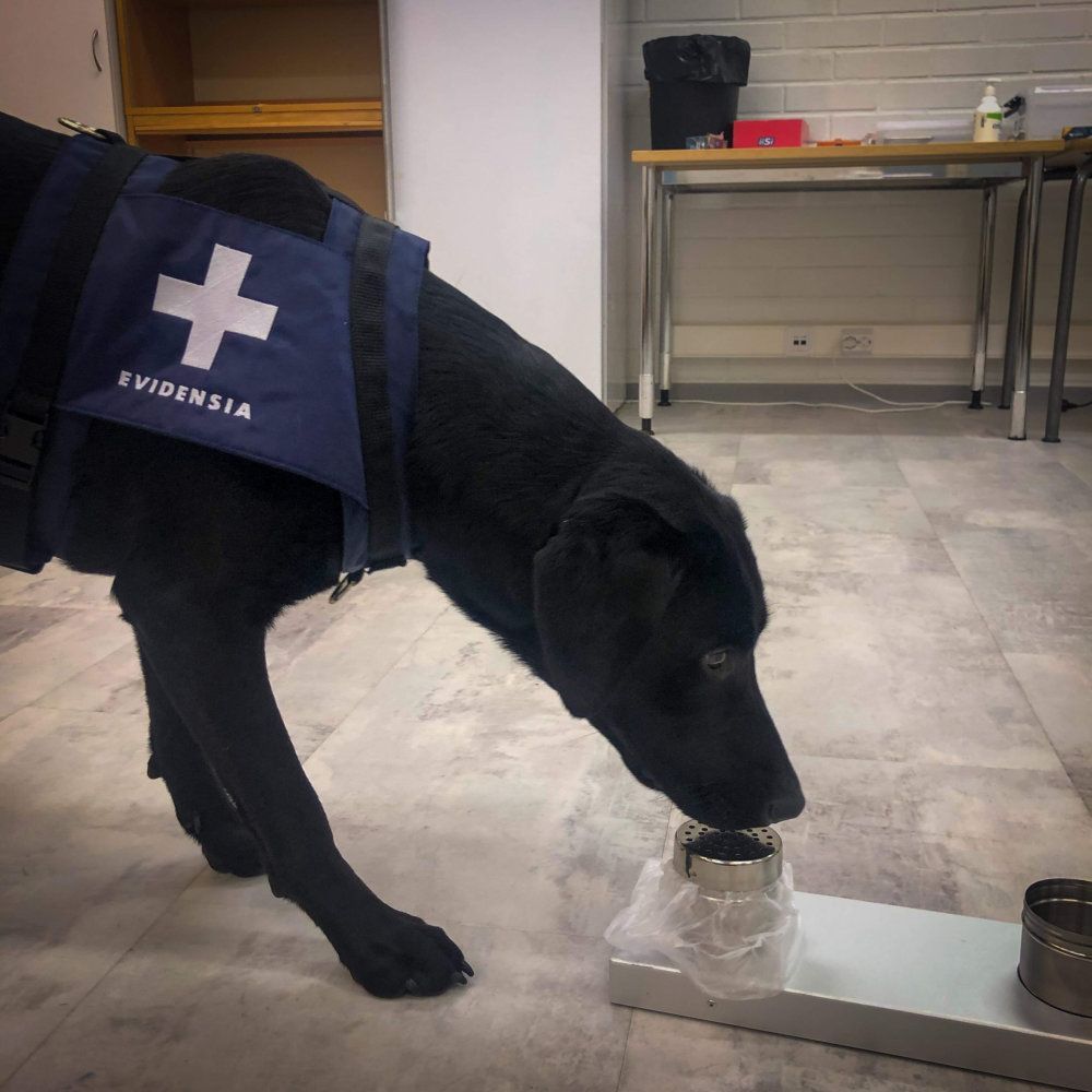Musta avustajakoira sinisessä liivissä nuuhkii lattialla olevaa purkkia huoneessa, jossa on pöytä ja hyllyt.