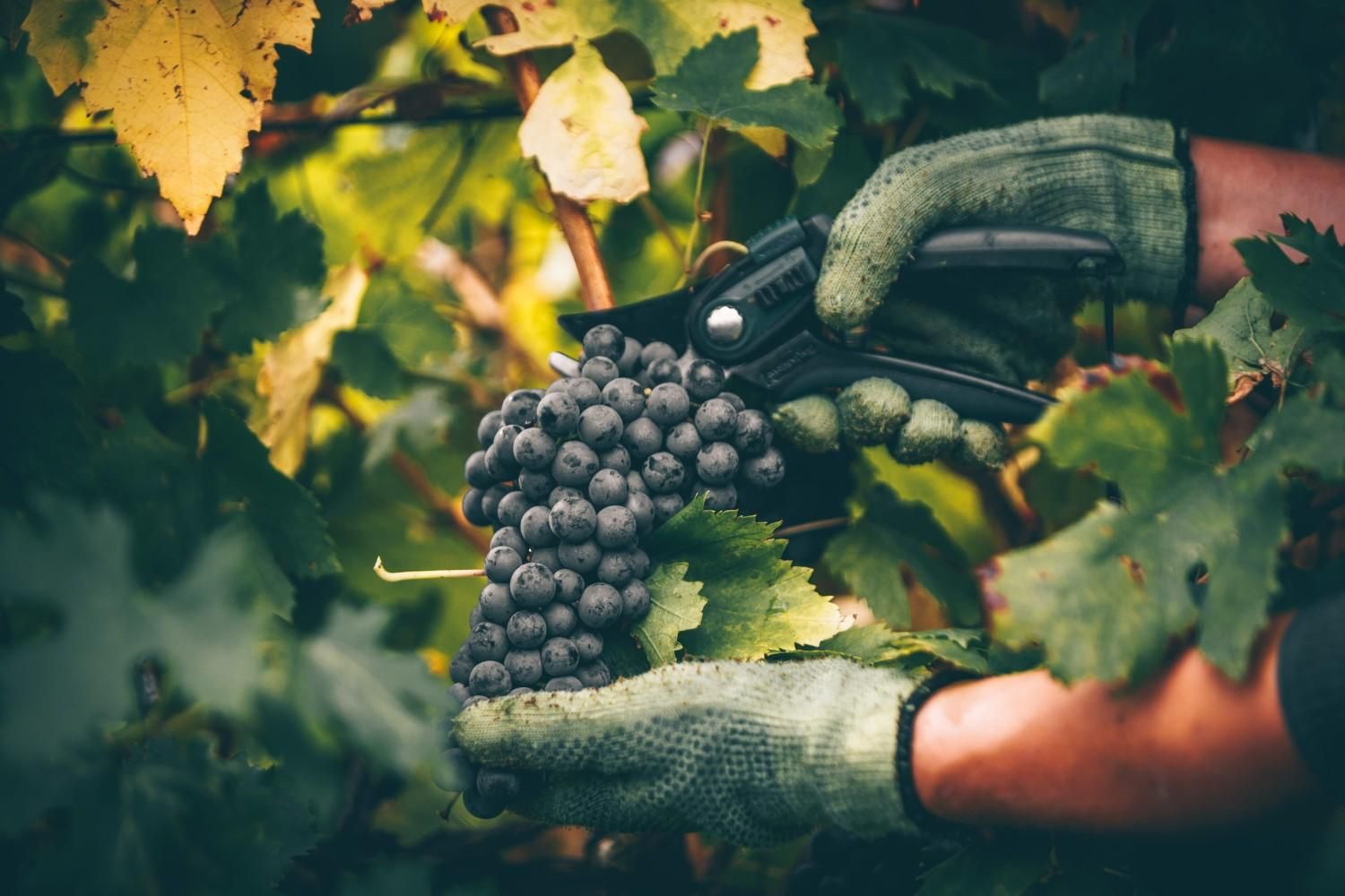 Manos enguantadas recolectando un racimo de uvas oscuras de una vid en un viñedo.