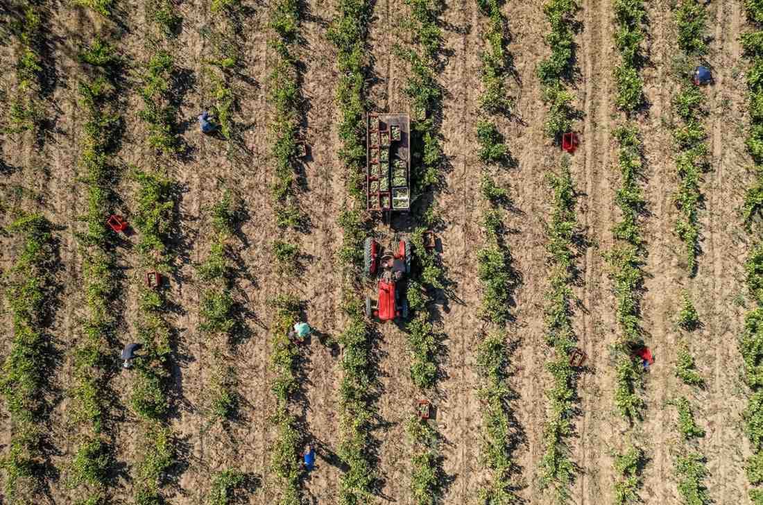 Vista aérea de un campo de cultivo con hileras de plantas y un tractor cosechando.