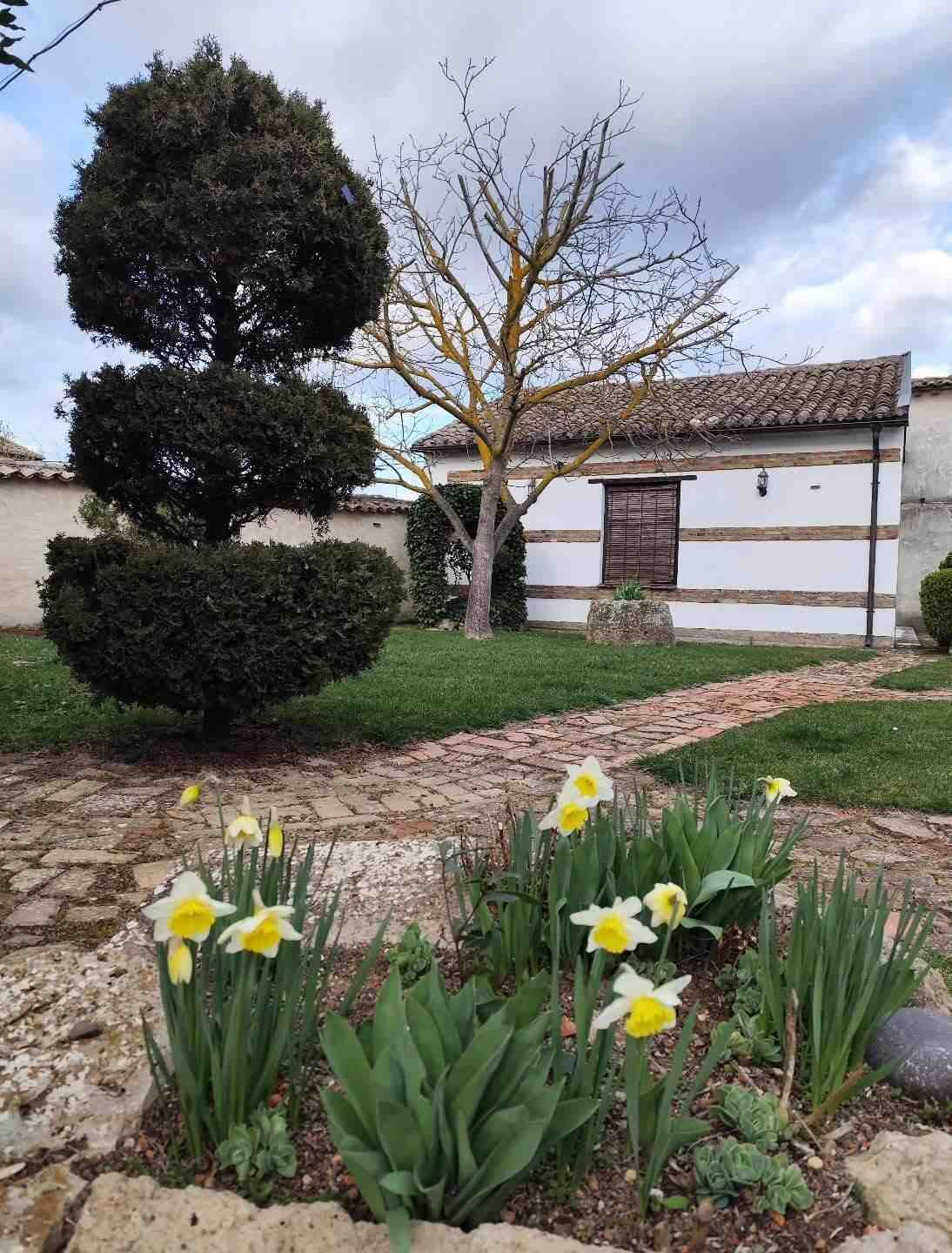 Un jardín con narcisos amarillos, un seto podado con esmero y una casita blanca bajo un cielo nublado.