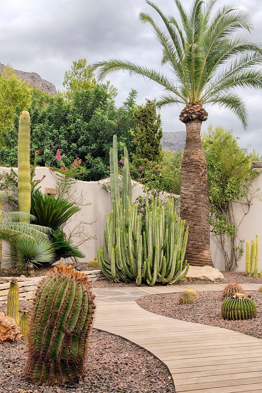 Hay muchos tipos diferentes de cactus y palmeras en este jardín.