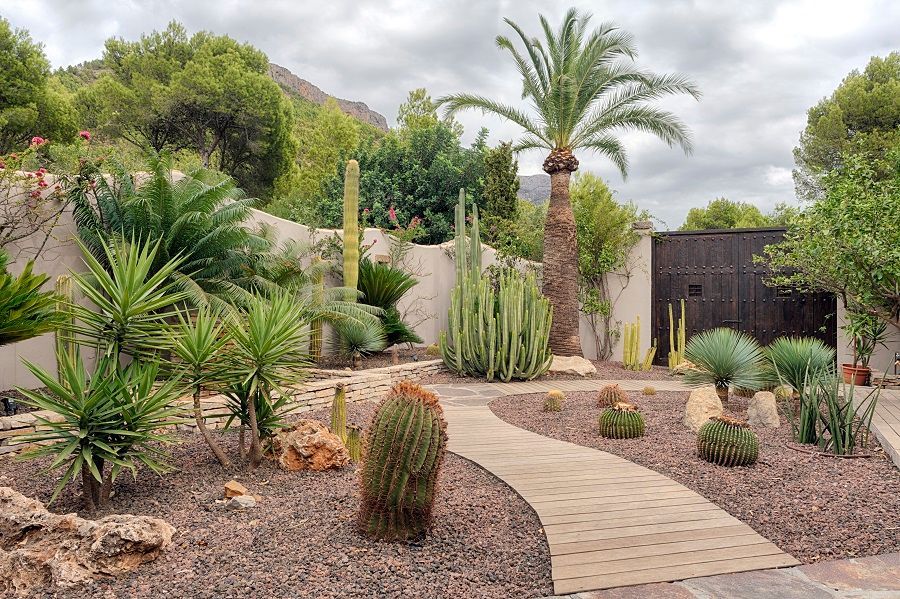 Una pasarela de madera rodeada de cactus y palmeras en un jardín.