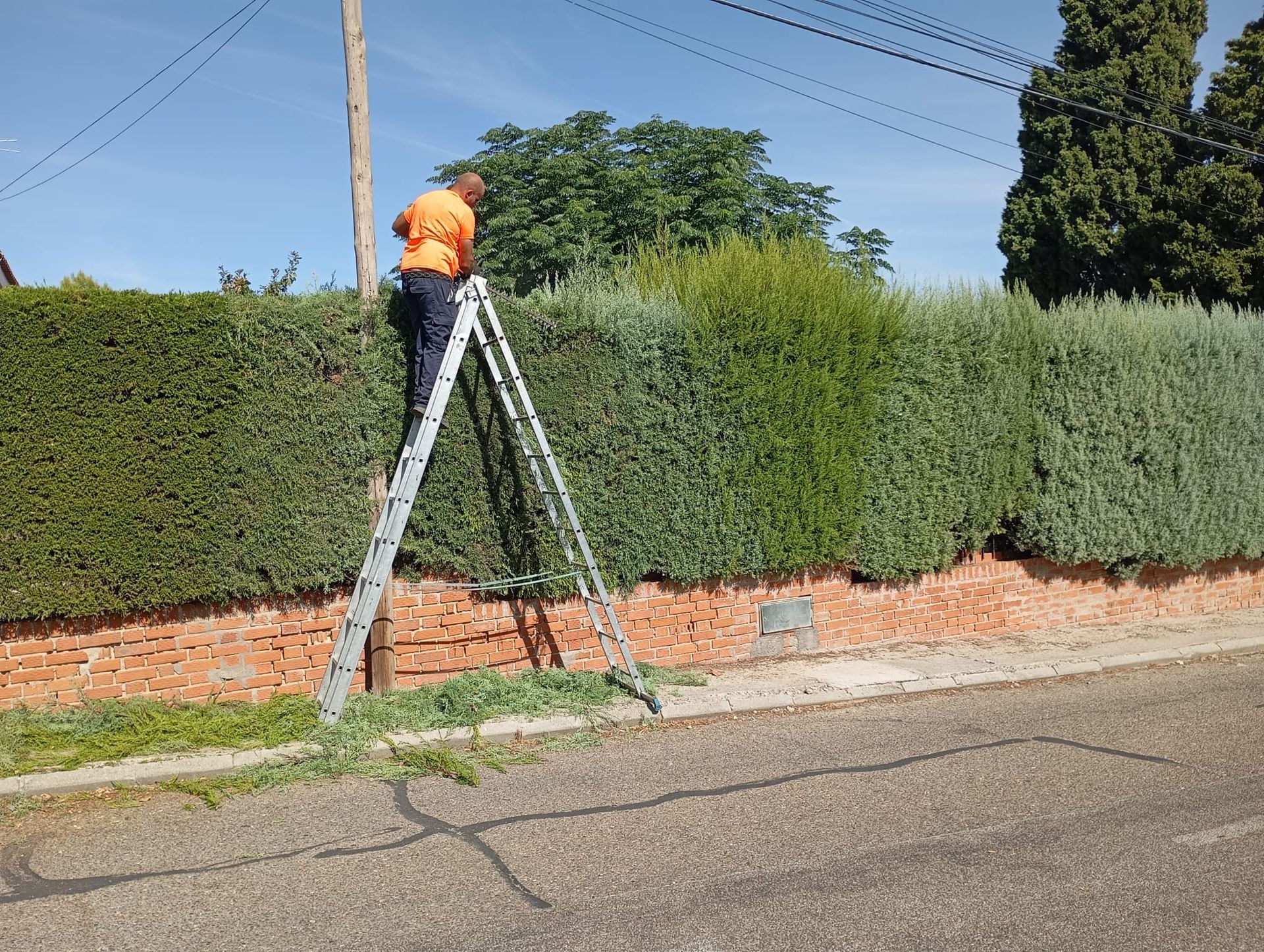 Una persona poda un seto alto mientras está de pie en una escalera en un día soleado.