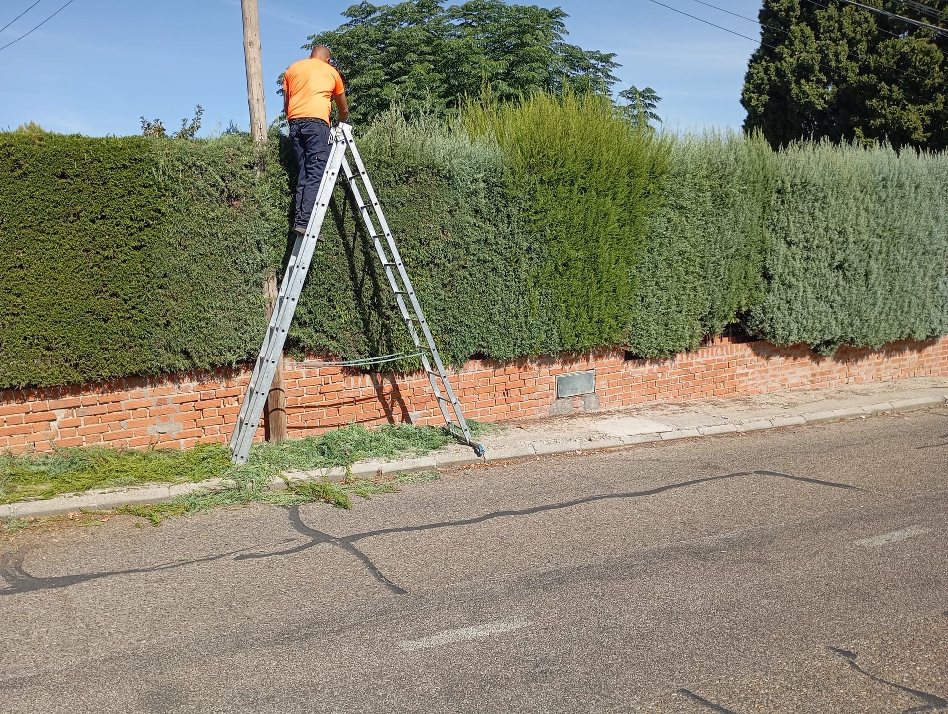 Una persona en una escalera recorta un seto por encima de una pared de ladrillos.
