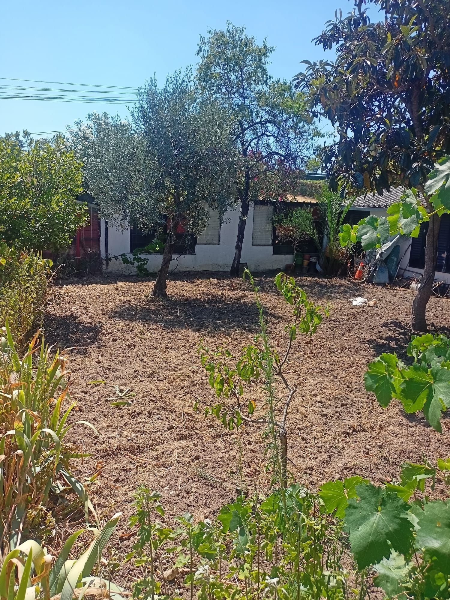 Un pequeño edificio blanco con árboles en un jardín soleado.