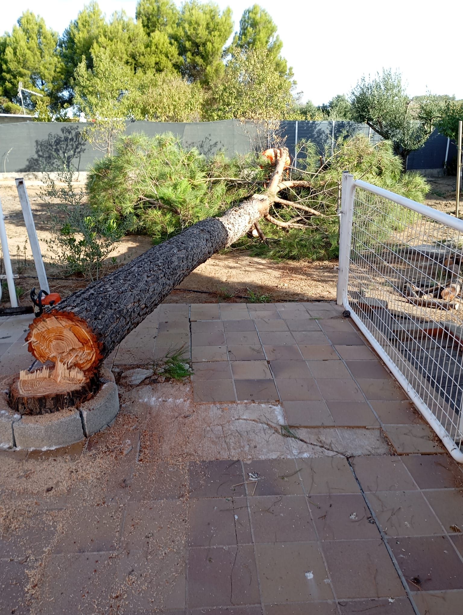 Tronco de árbol talado en un patio, cortado con motosierra. Ramas verdes y una valla blanca al fondo.