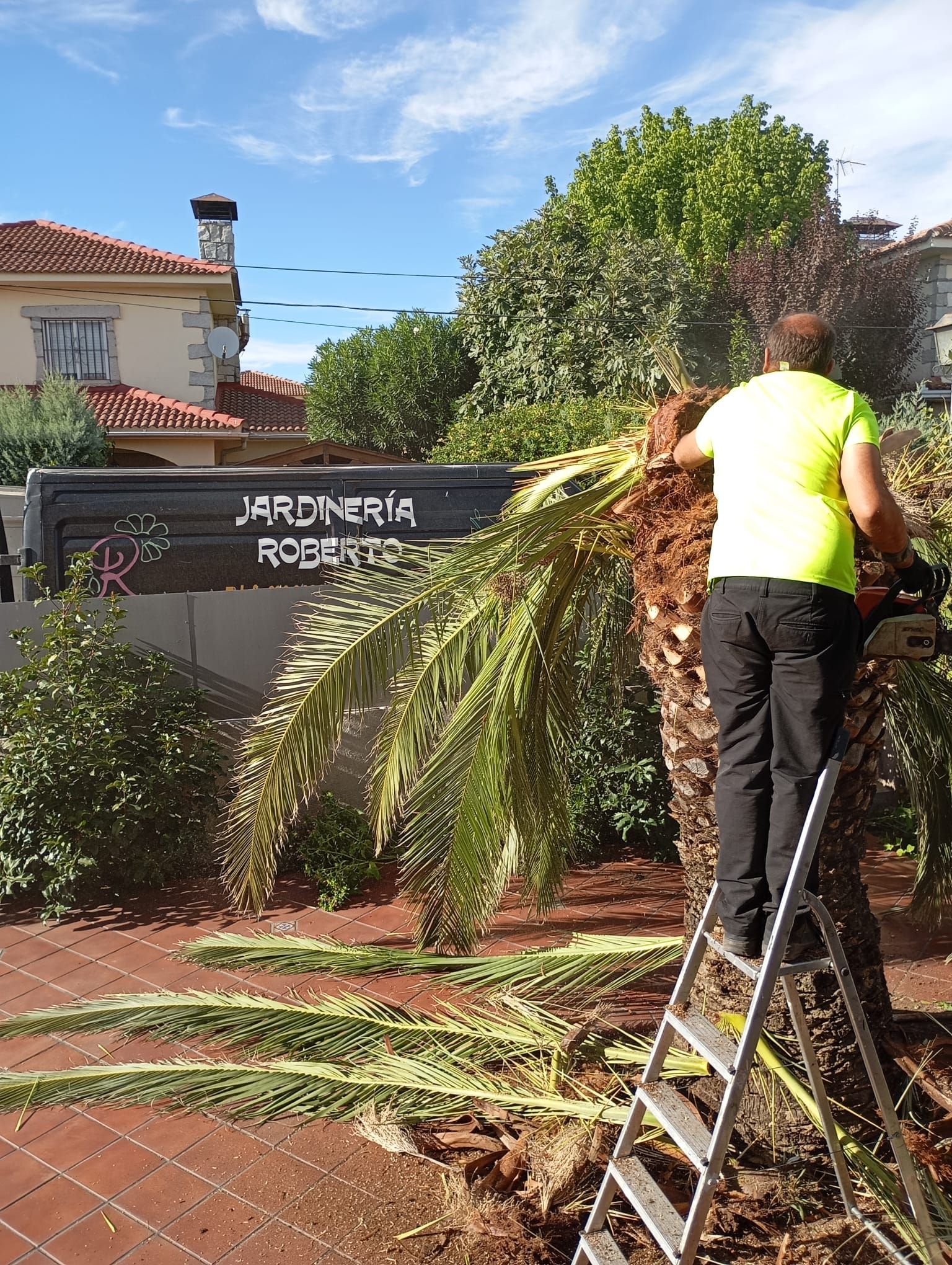 Un hombre con camisa de neón corta una palmera con una motosierra desde una escalera en un patio.