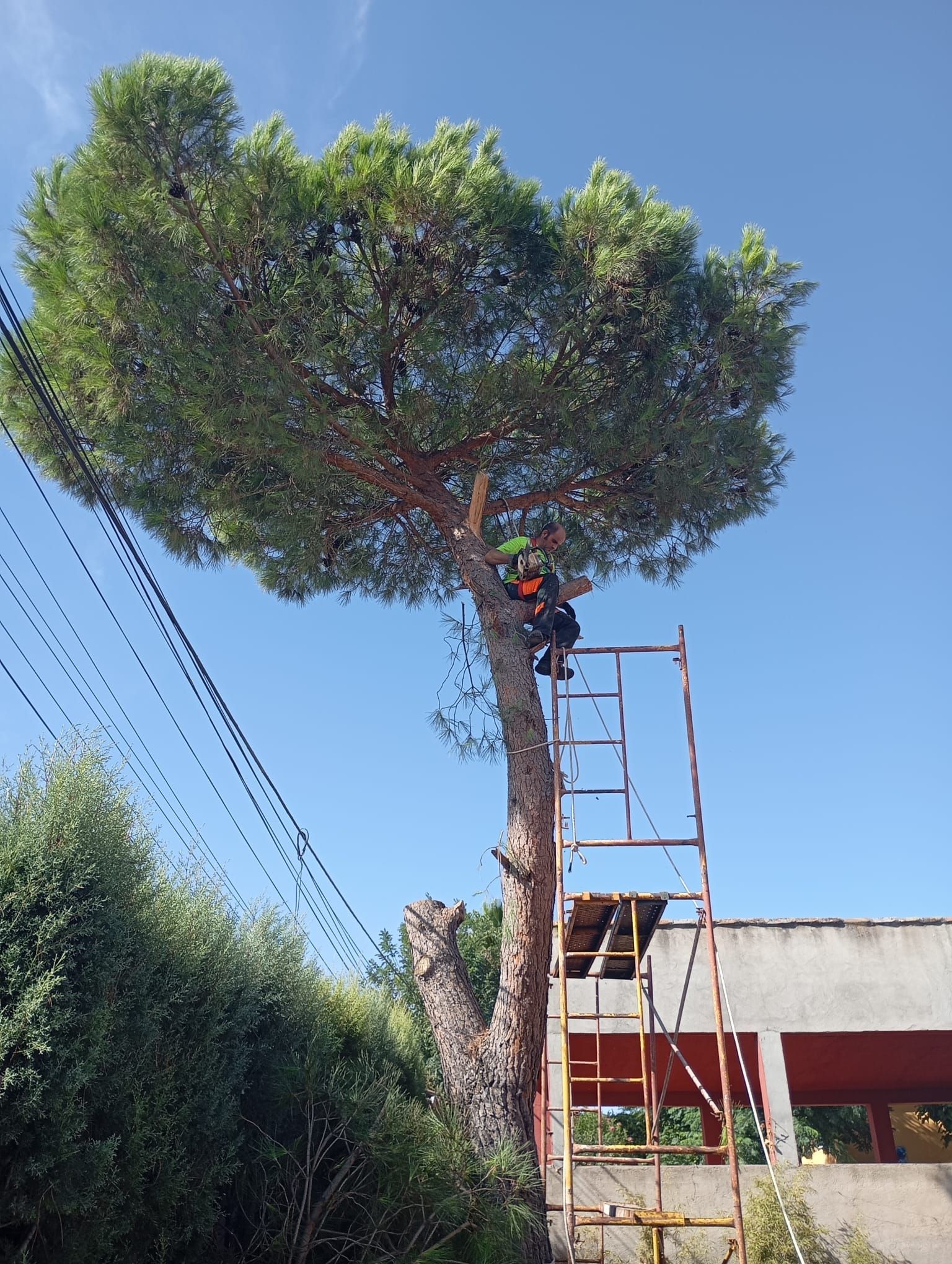 Hombre en un andamio podando un pino alto en un día soleado, cerca de un edificio.