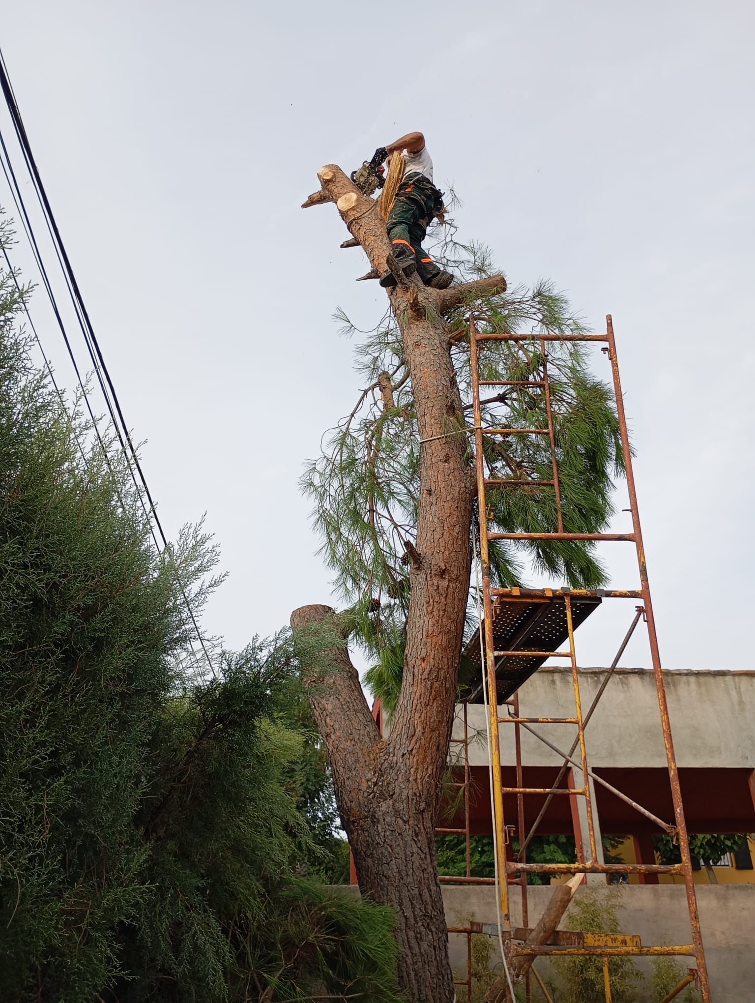 Un podador de árboles en un andamio está cortando la parte superior de un árbol alto.