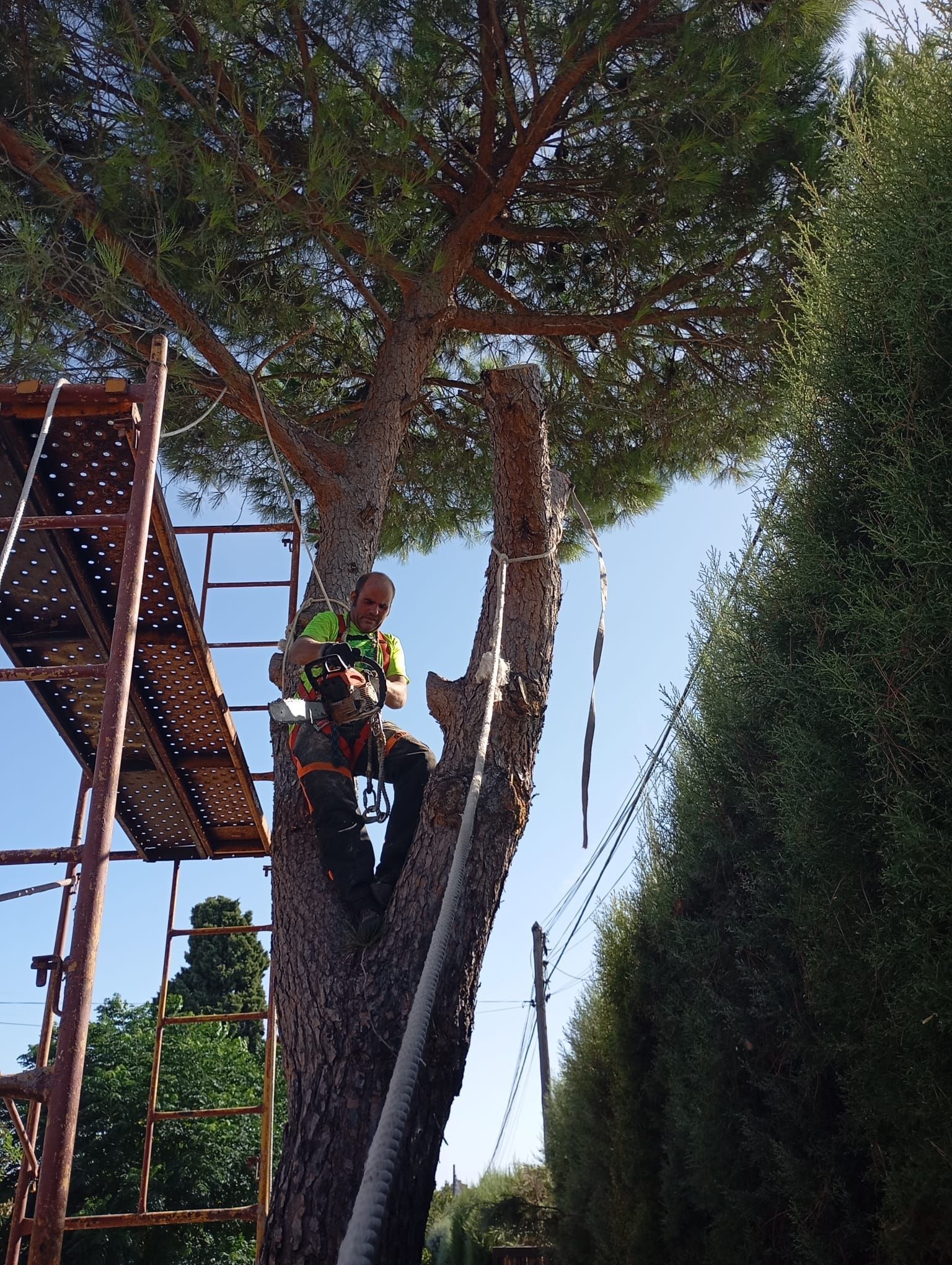 Arborista utiliza equipo para podar un árbol alto, sentado en el tronco con andamios y arbustos verdes cerca.