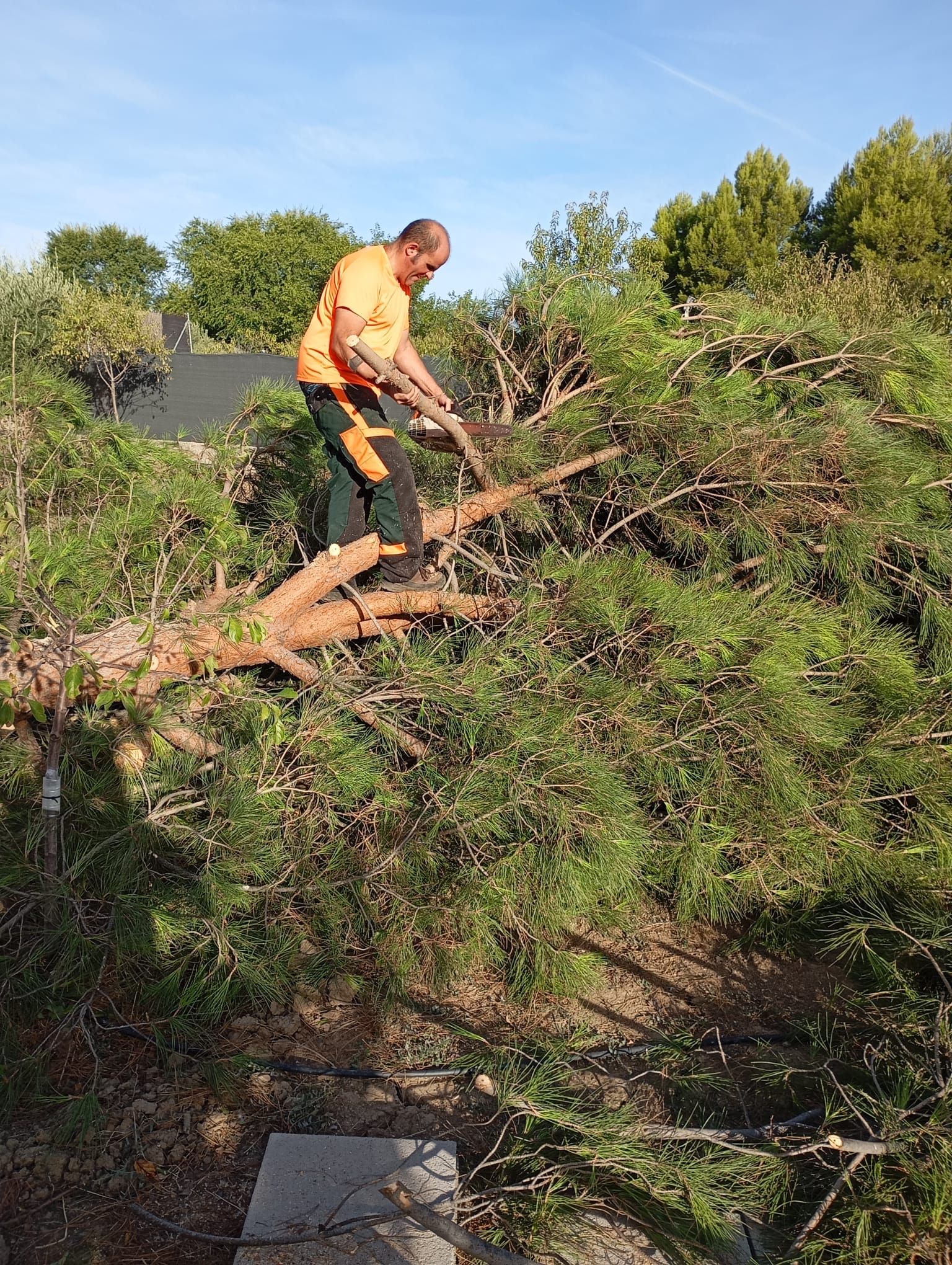 Un hombre con camisa naranja corta la rama de un árbol al aire libre.