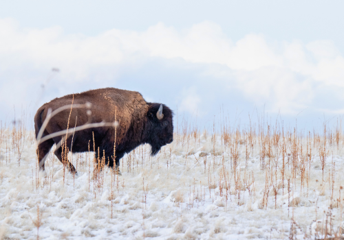Bison standing in snowy field with blue skies