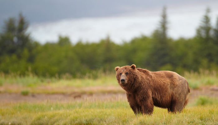 Bear roaming the fields in lush grass and pine trees in the background in Black Hills SD