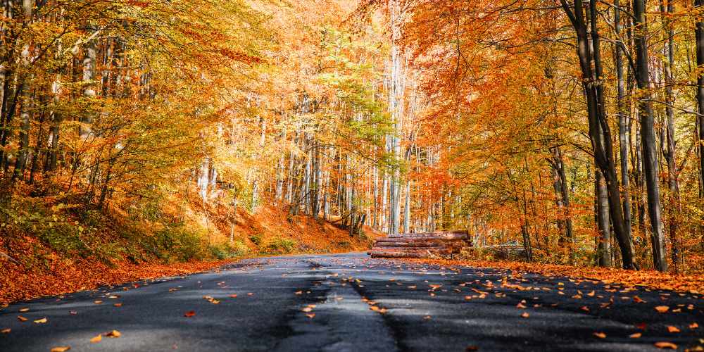 Beautiful changing color leaves on trees and walking path