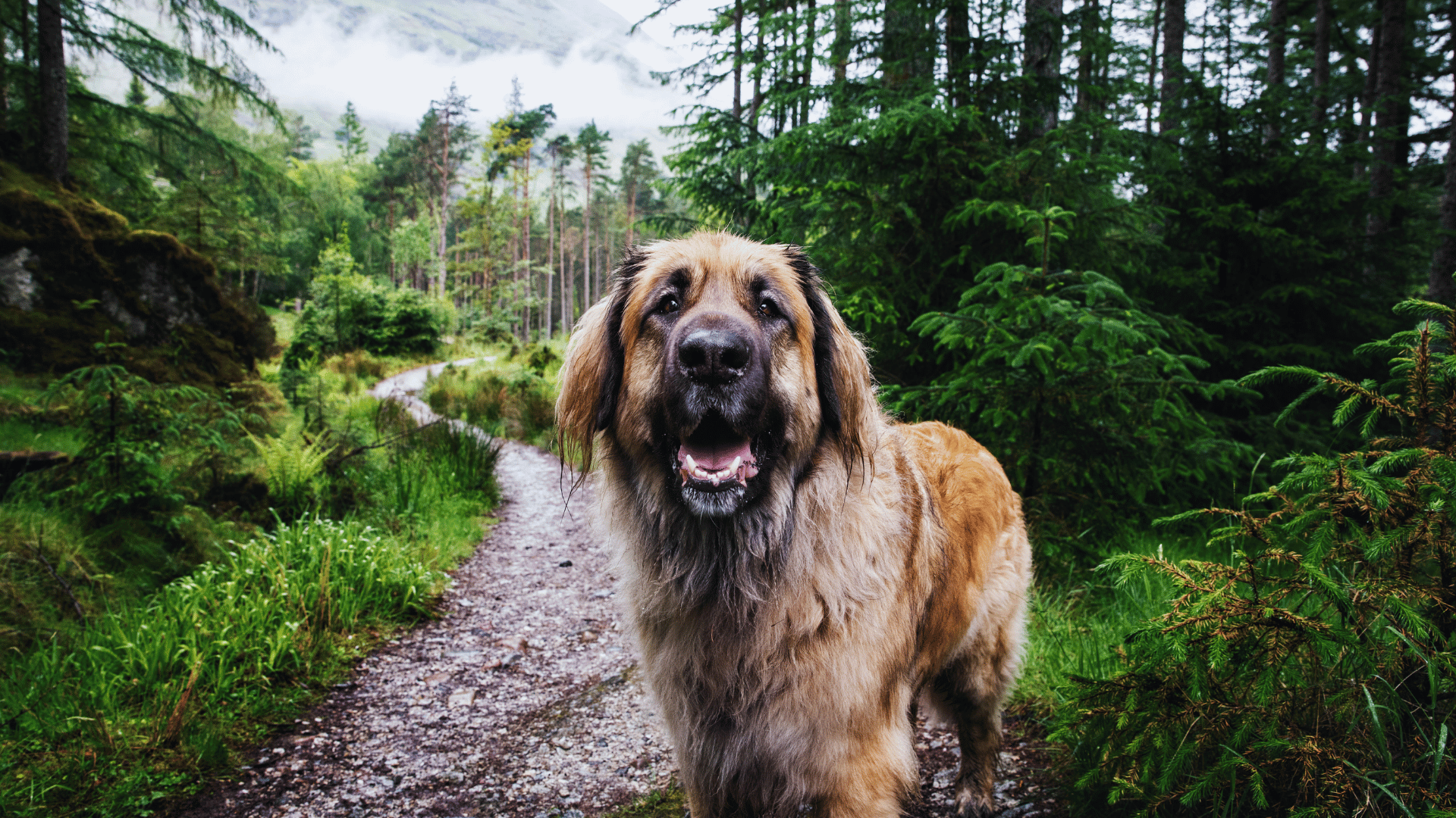 Dog enjoying the outdoors on a trail, surrounding by lush green grass and pine trees on a sunny day