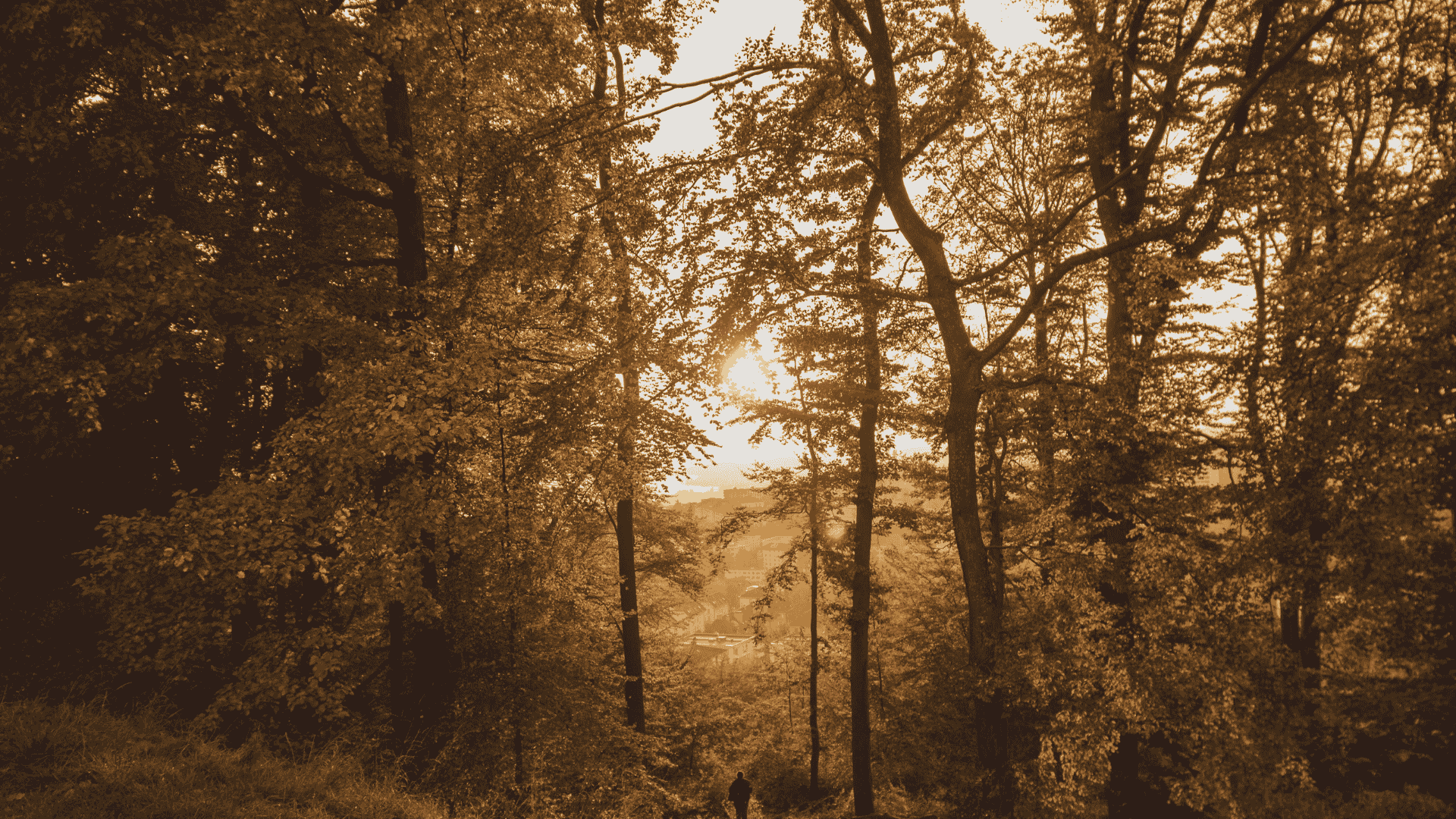 Autumn woodlands near the Black Hills with sunlight filtering through golden fall leaves