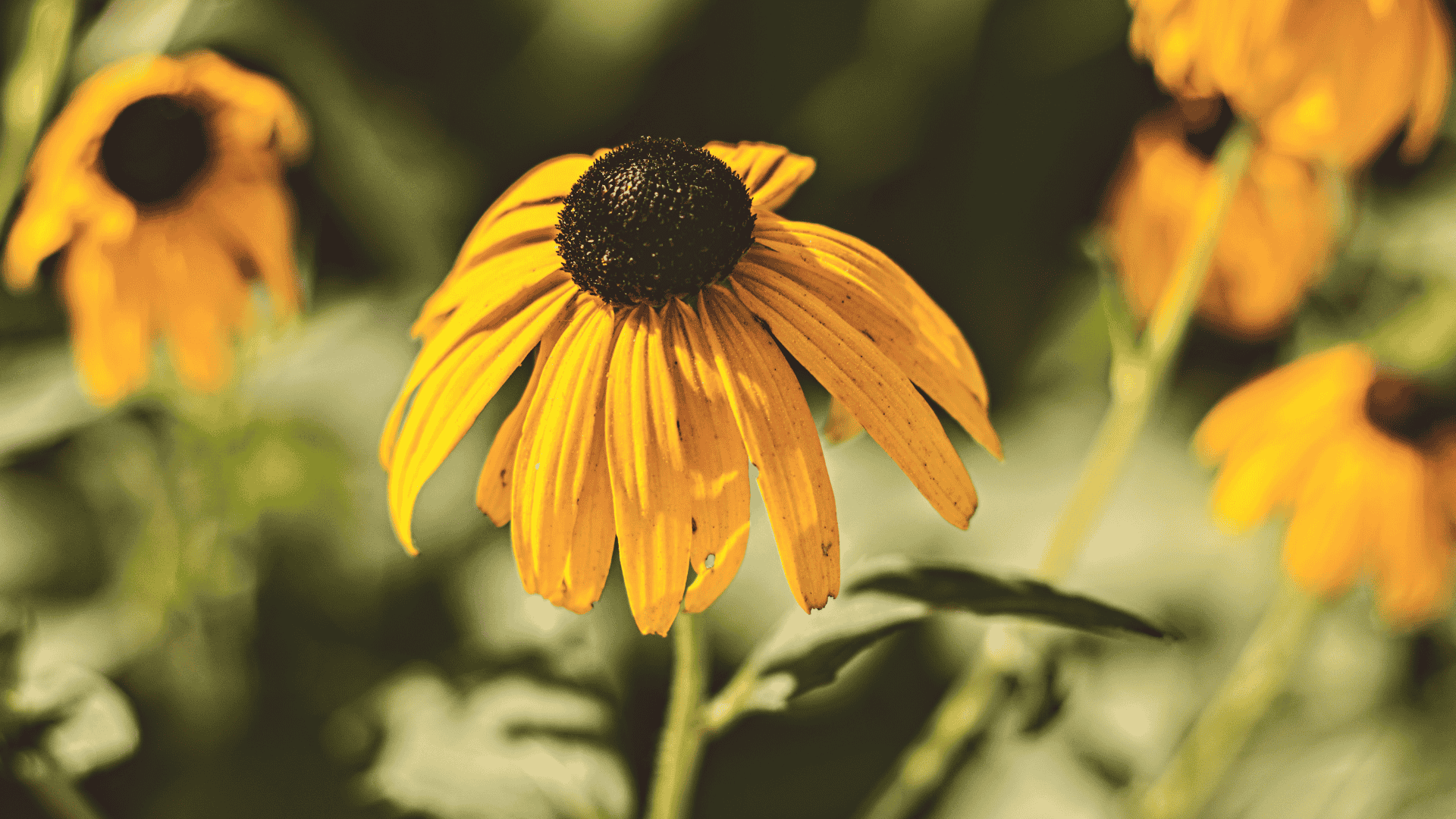 Close-up of a sunflower in the Black Hills of South Dakota