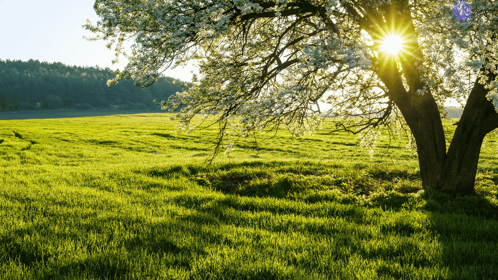 Lone willow tree in a spring field with the sun peaking through the leaves